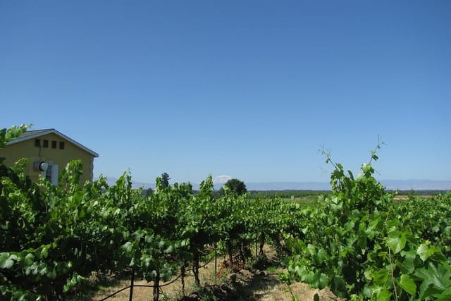 Wine Tasting, Vineyards in Eastern WA from Seattle - Photo 1 of 4